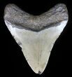 Bargain, Megalodon Tooth - North Carolina #59123-1